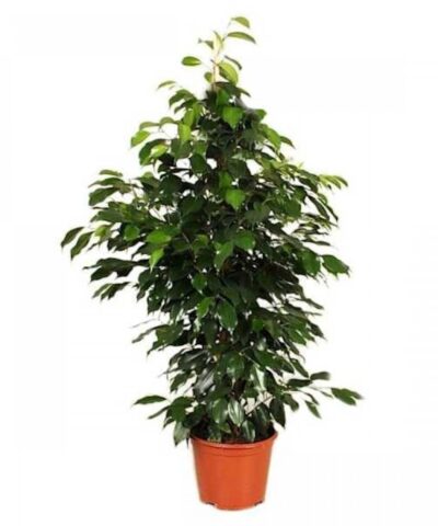 Ficus-benjamina