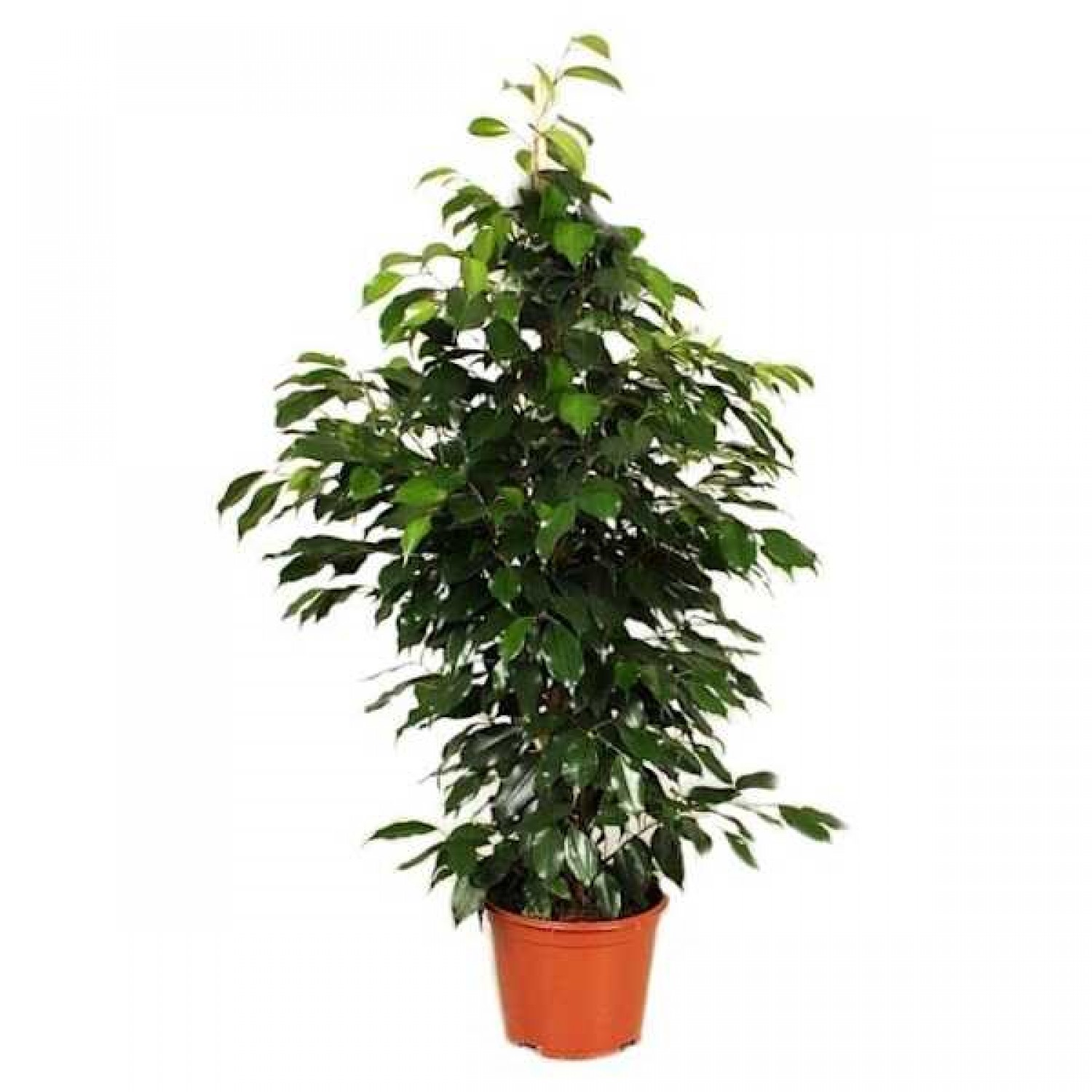 Ficus-benjamina