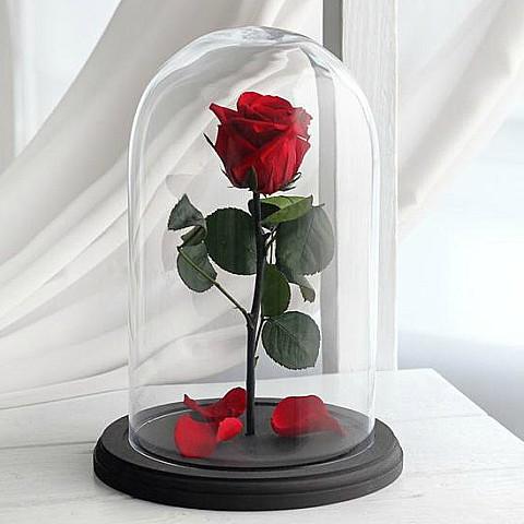 Red_Forever_Roses