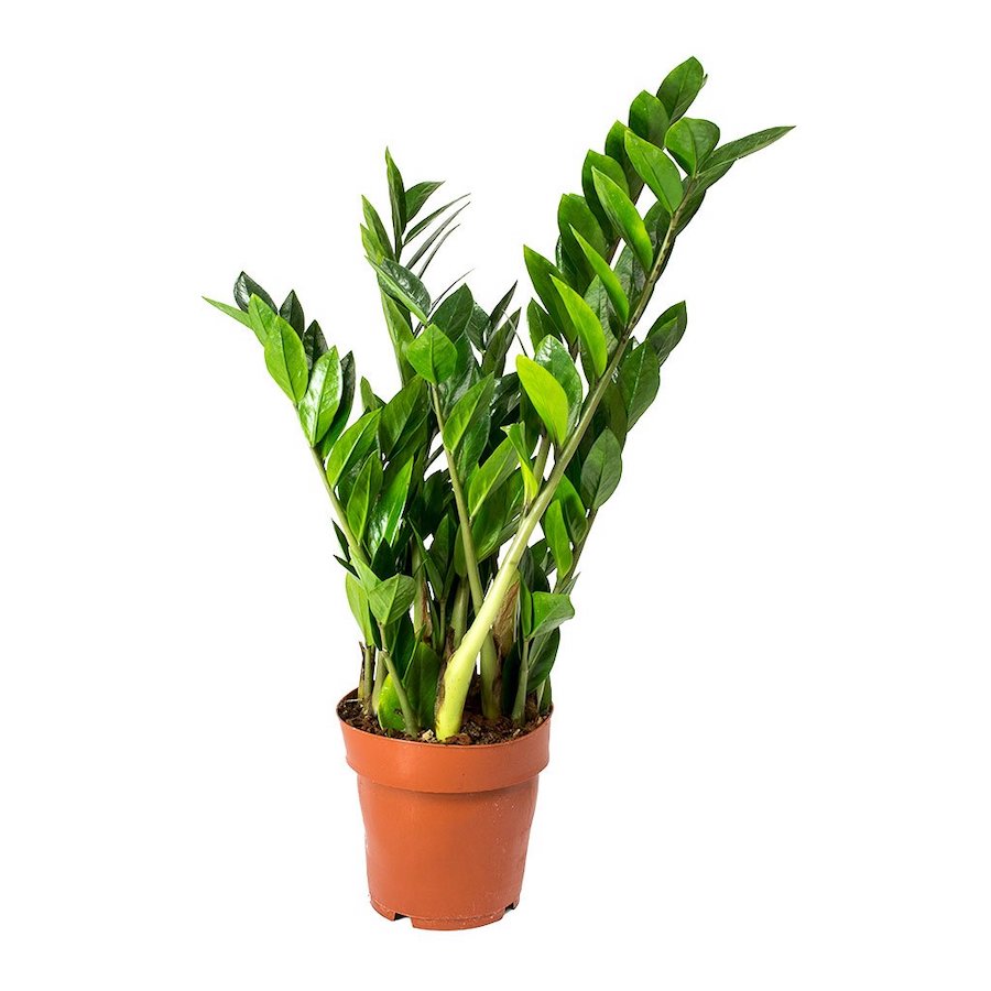 Zamioculcas-1