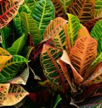 croton-plant