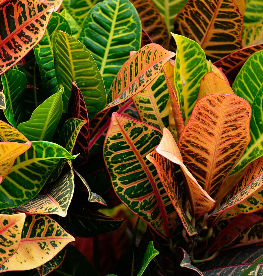croton-plant