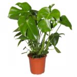 monstera_deliciosa_150