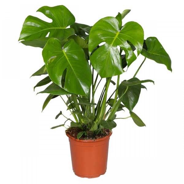 monstera_deliciosa_150