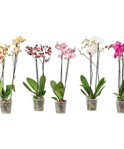 phalaenopsis-potted-