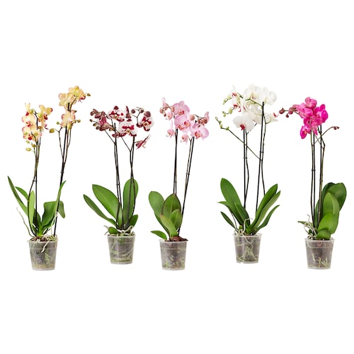 phalaenopsis-potted-