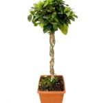 gardenia_3