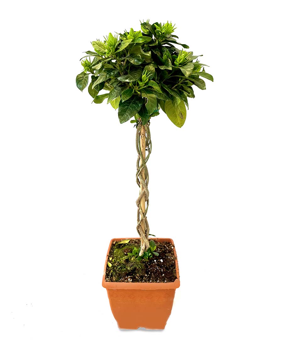 gardenia_3