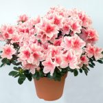 azalea_pot_lefteris