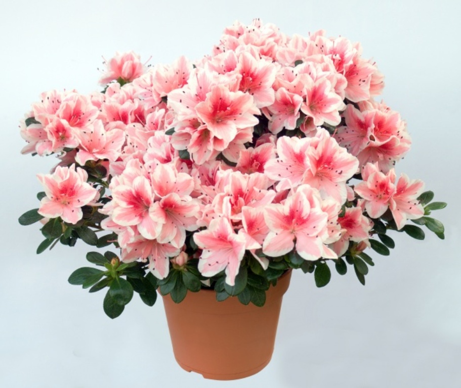 azalea_pot_lefteris