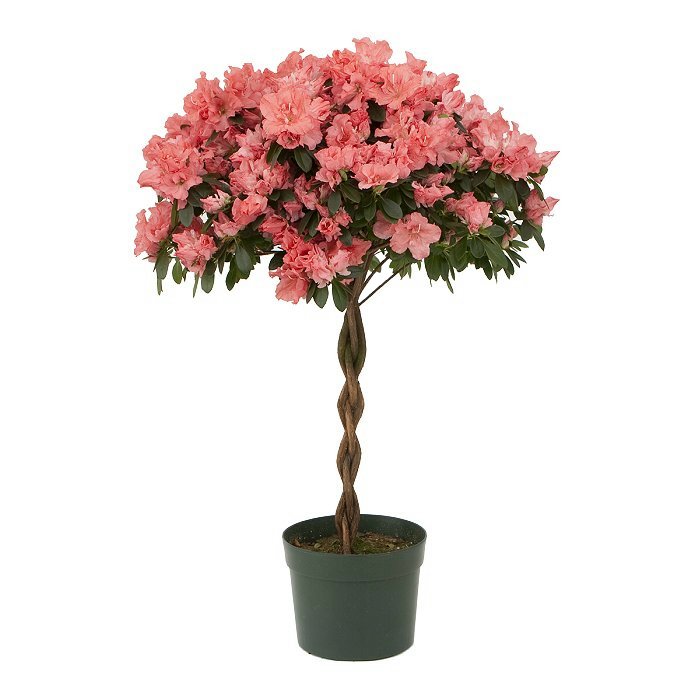 azalea_tree_lefteris