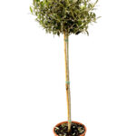 ελια 18
