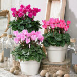 Κυκλάμινο – (Cyclamen)