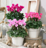 Κυκλάμινο – (Cyclamen)