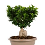 bonsai