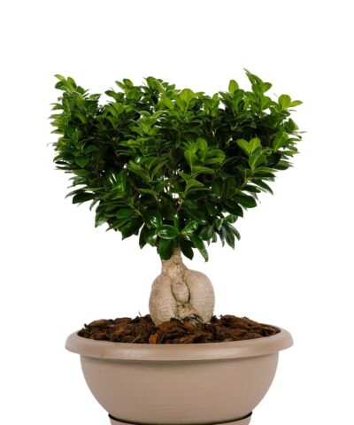 bonsai