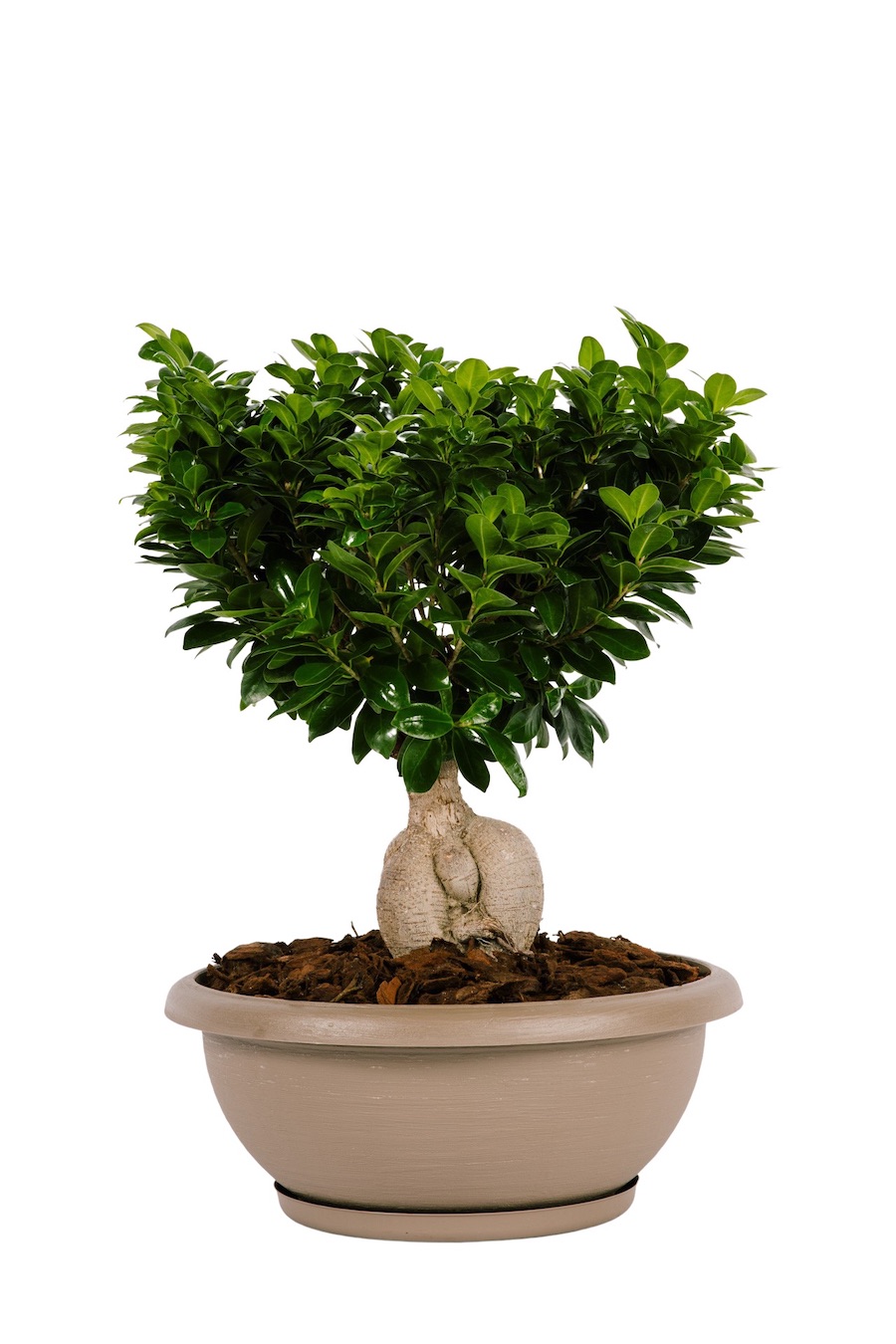 bonsai