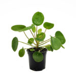 Pilea-peperomioides-vista-1-mado-entrecactus