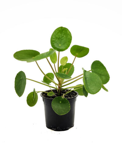 Pilea-peperomioides-vista-1-mado-entrecactus