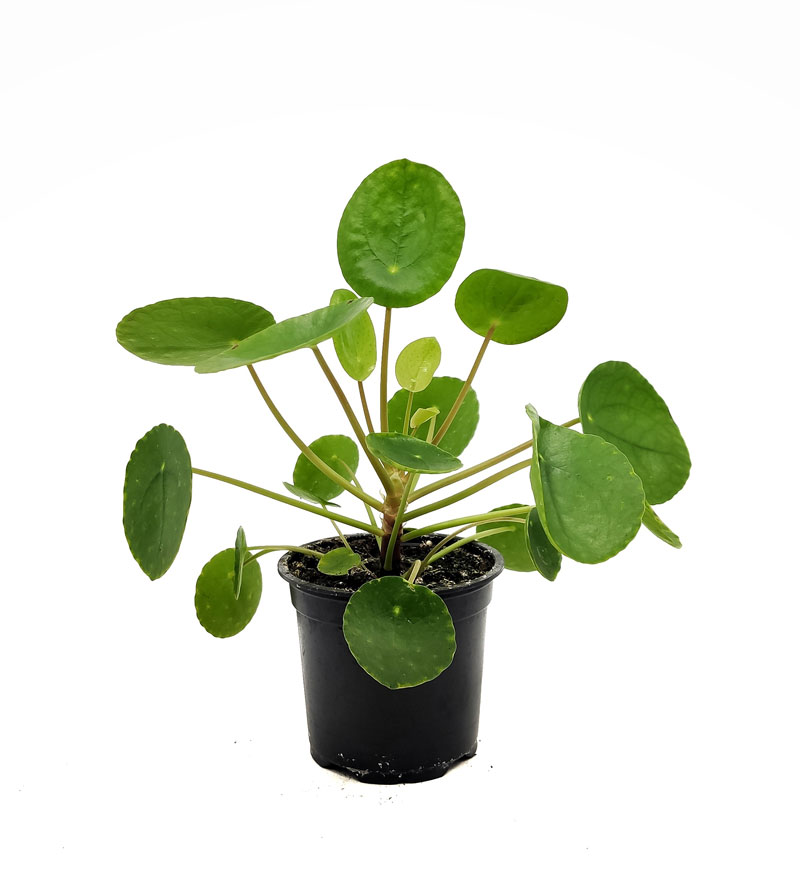 Pilea-peperomioides-vista-1-mado-entrecactus