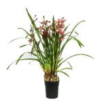 cymbidium-pearl