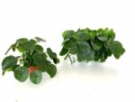 pilea