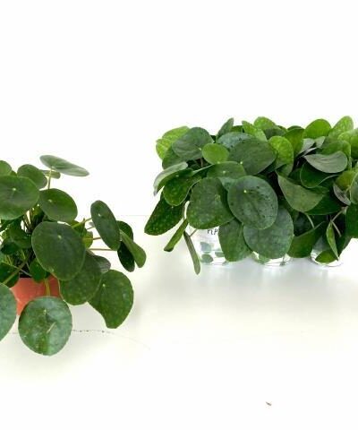 pilea