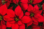 Poinsettiaflower