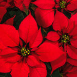 Poinsettiaflower