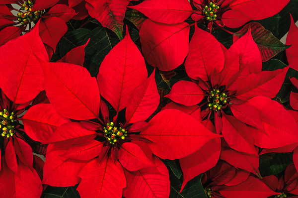 Poinsettiaflower