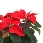 poinsettialogo