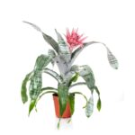 Aechmea_fasciata