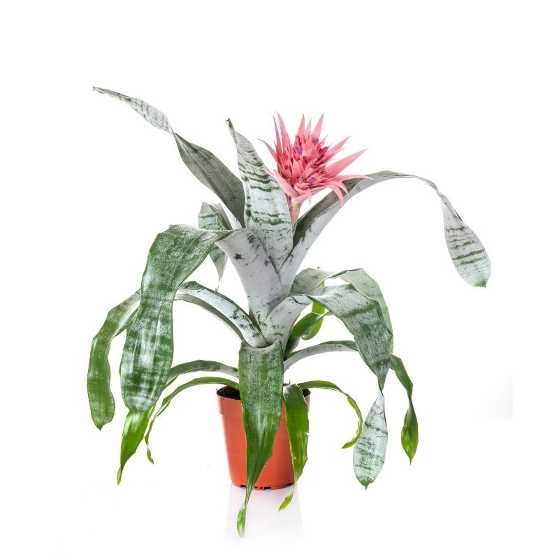 Aechmea_fasciata