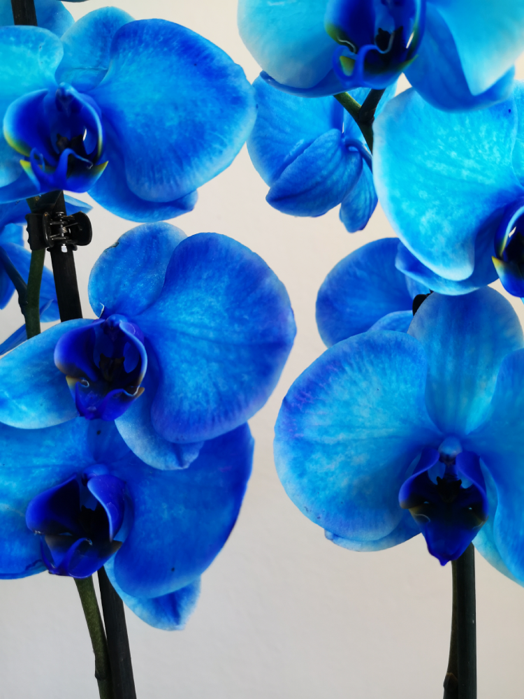 blue_flower_orch