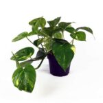 epipremnum_big