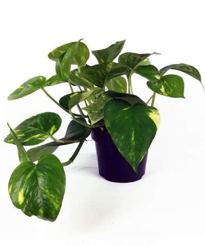 epipremnum_big