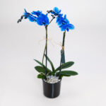 orchid_blue