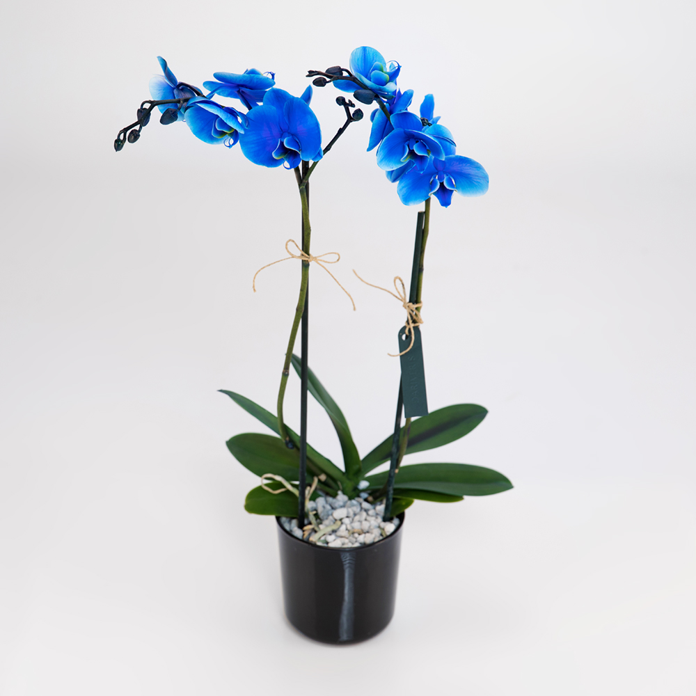 orchid_blue