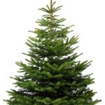 natural_tree_lefteris
