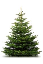 natural_tree_lefteris