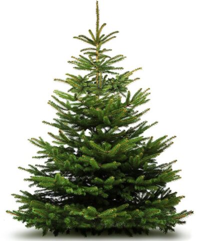 natural_tree_lefteris
