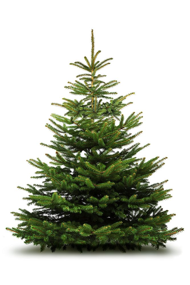 natural_tree_lefteris