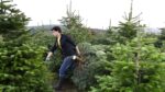natural_tree_lefteris_2