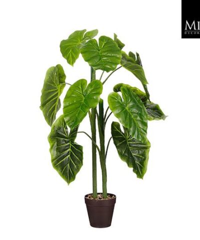 Alocasia_100