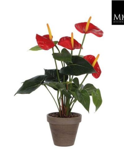 Anthurium_red