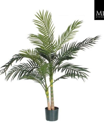 Areca_palm_green
