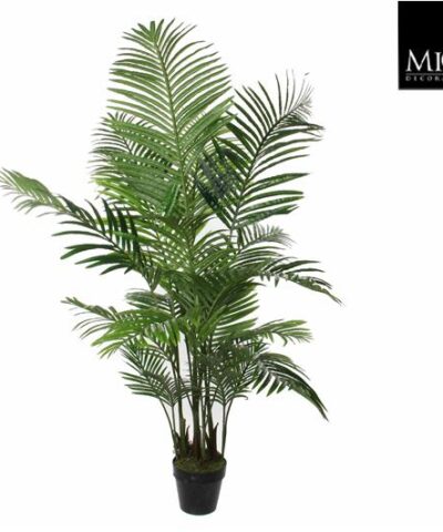 Areca_palm_180