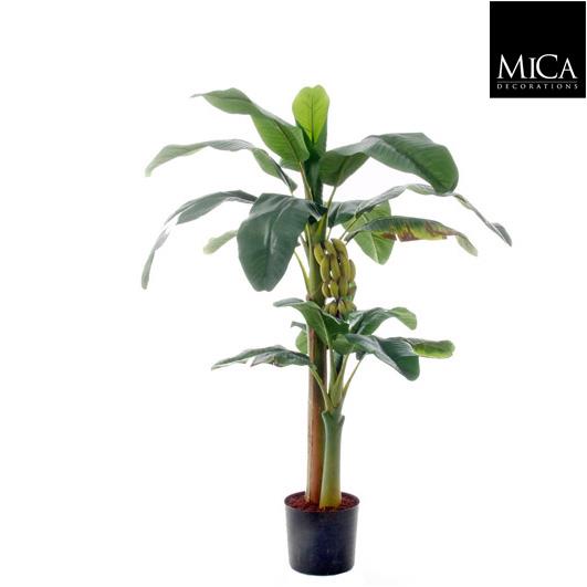 Banana_tree_150
