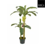 Banana_tree_h180