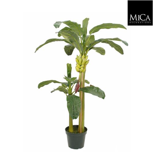 Banana_tree_h180